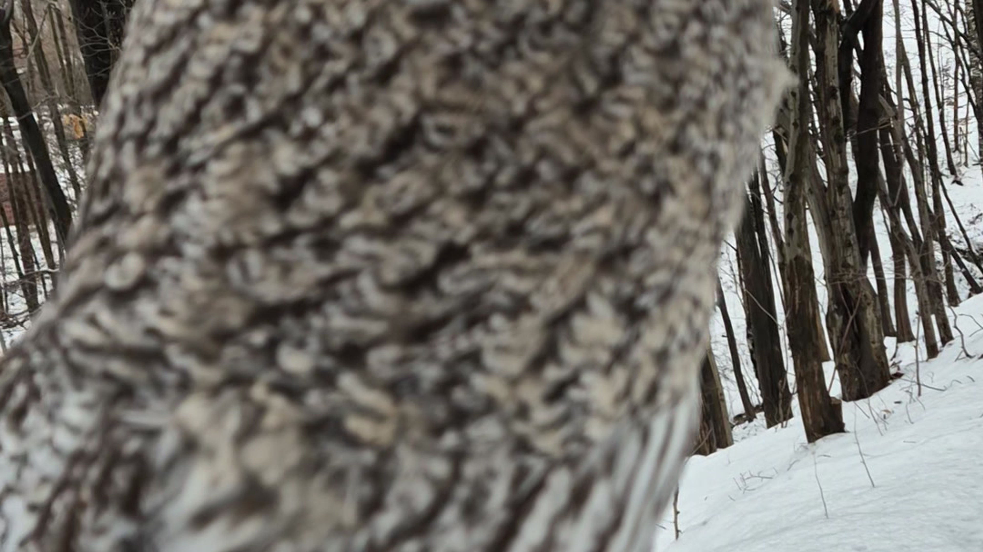 Great Grey Owl on Winter Forest Walk